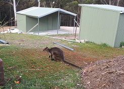 rock wallaby